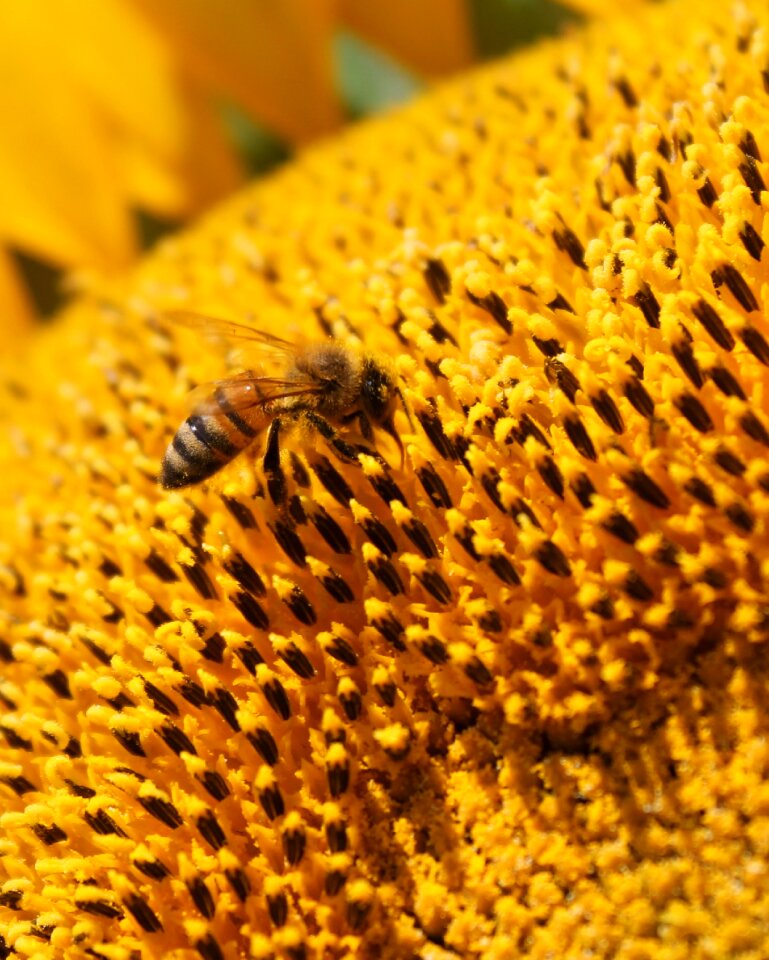 Bee beekeeping yellow