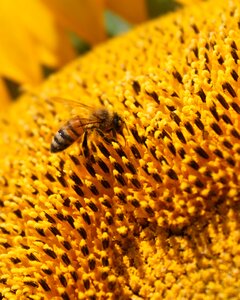 Bee beekeeping yellow photo