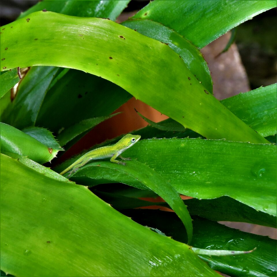 Immature green wildlife