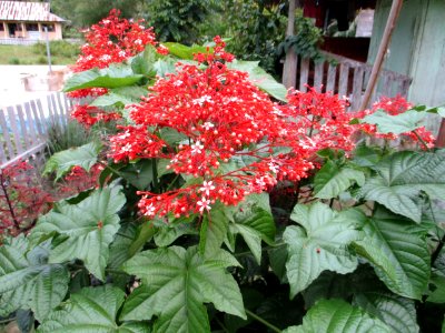 Pagoda flower (Togian Islands 2017)