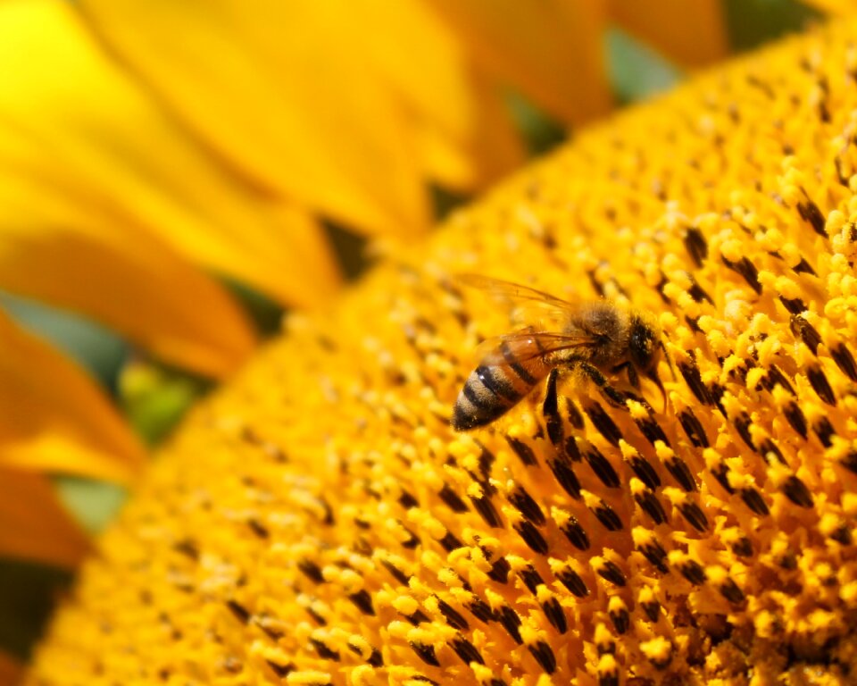 Bee beekeeping yellow photo