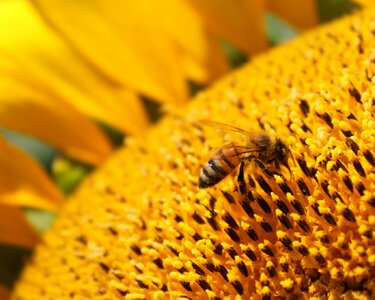 Bee beekeeping yellow
