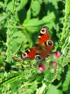 Thistles nature plant