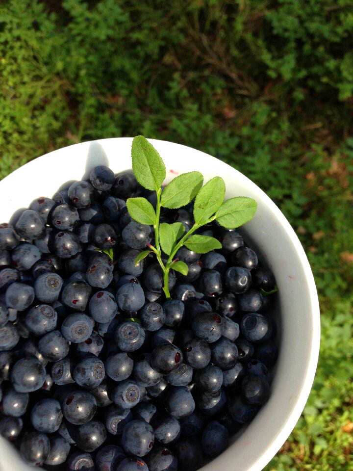 Bilberry healthy food mature