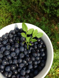 Bilberry healthy food mature