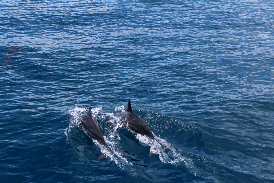Pair of dolphins off the coast of Hualien, August 2017