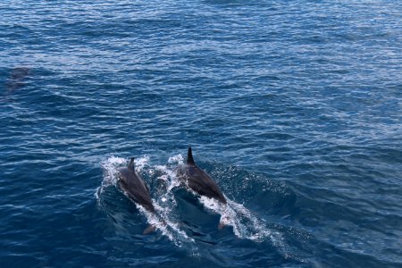 Pair of dolphins off the coast of Hualien, August 2017