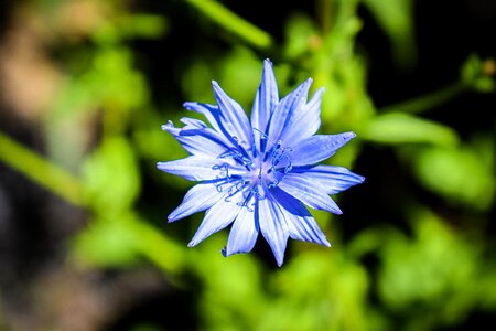 Weed plant floral backgrounds