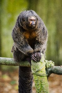 Mammal tropical zoo