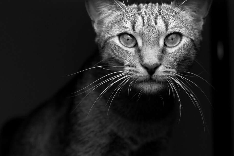 Hd wallpaper pet whiskers