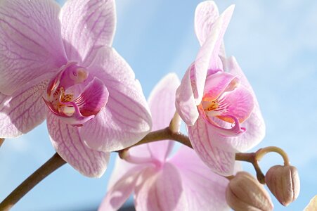 Bloom tropical phalaenopsis photo