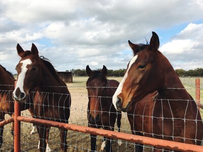 Farm brown ranch photo