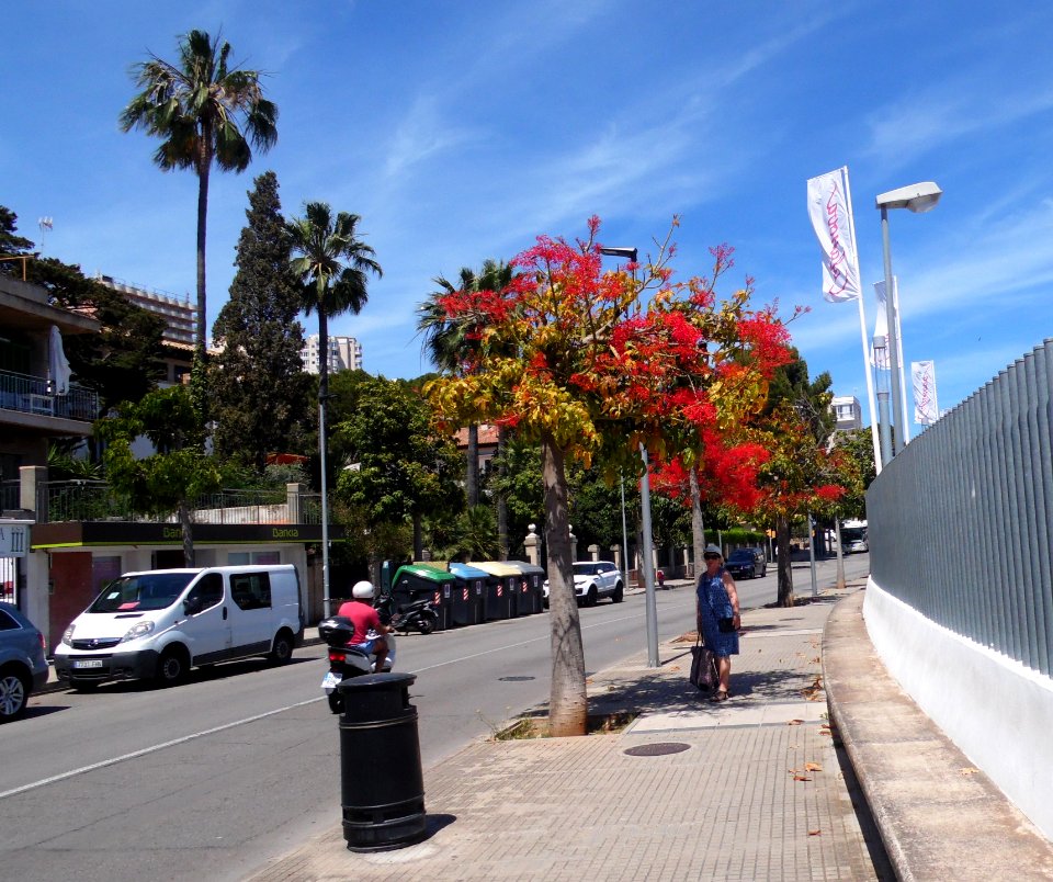 PALMA de MALLORCA, AB-381
