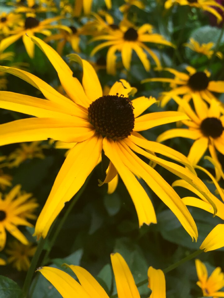 Spring summer plant