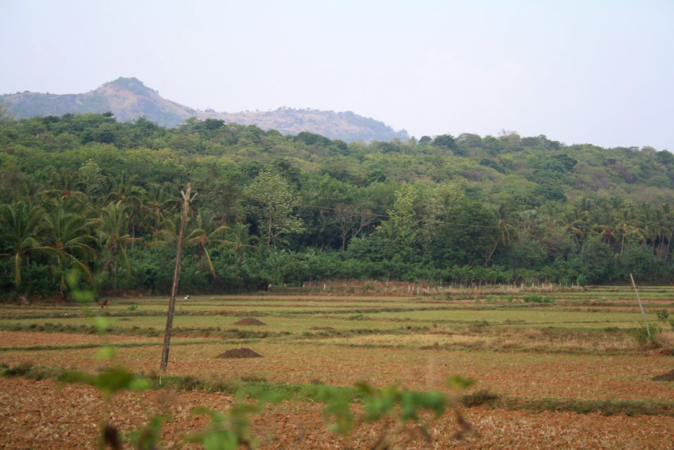 Palakkadan Paddy Fields