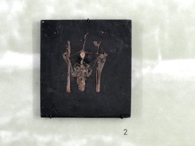 Palaeochiropteryx tupaiodon - Naturmuseum Freiburg - DSC06735