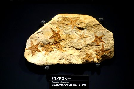 Palaeaster niagarensis - National Museum of Nature and Science, Tokyo - DSC07710