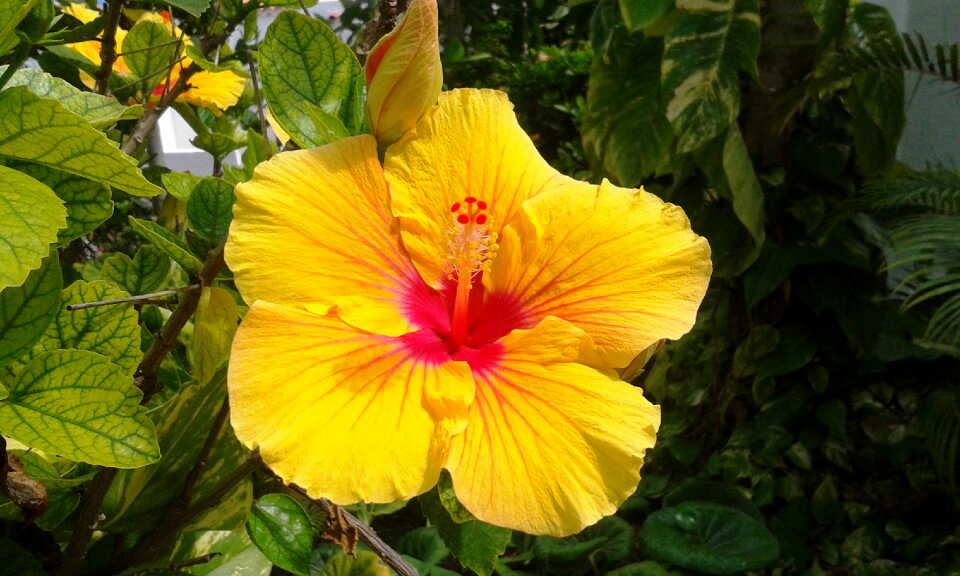 Yellow hibiscus close up flora