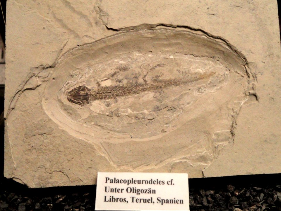 Palaeopleurodeles - Naturmuseum Senckenberg - DSC02194