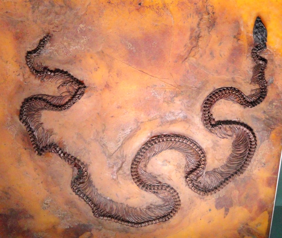 Palaeopython fischeri - Naturmuseum Senckenberg - DSC02249