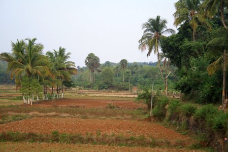 Palakkadan Fields
