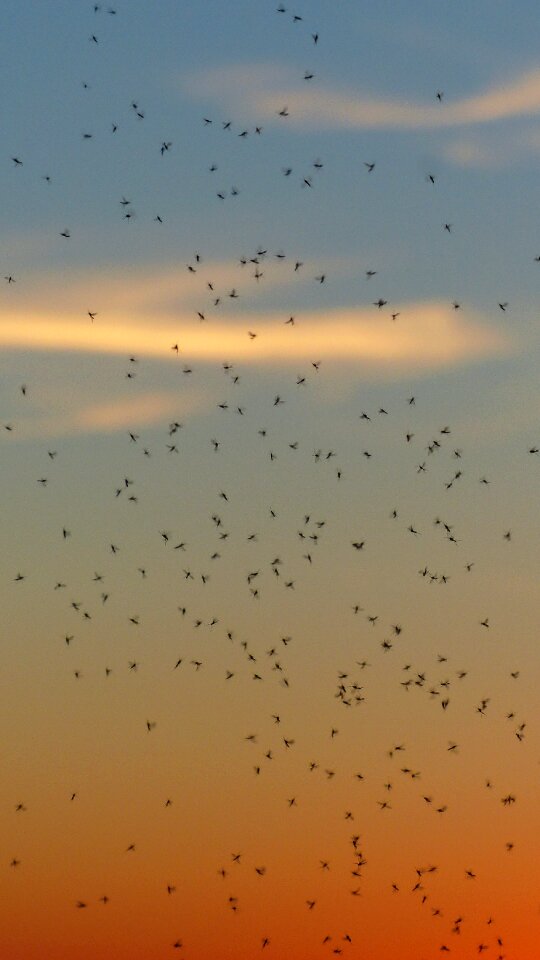 Fliegenschwarm backlighting insect