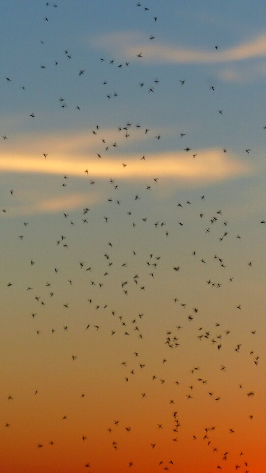 Fliegenschwarm backlighting insect photo