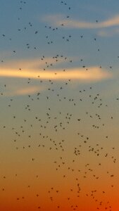 Fliegenschwarm backlighting insect photo