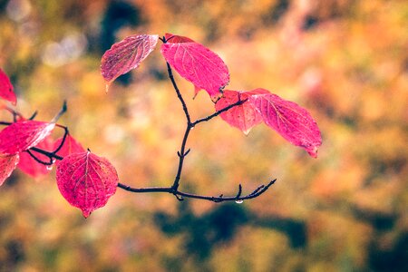Red leaf nature photo