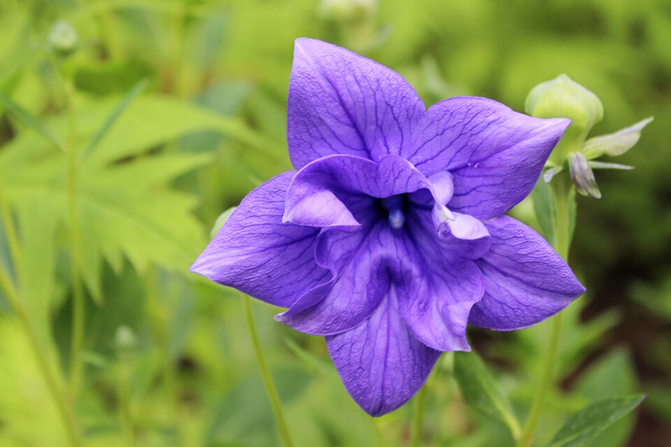 Violet purple inflorescence photo