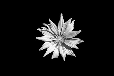 Cornflower weed plant