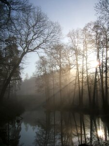 Morning forest haze