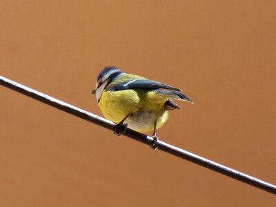 Cable coal mallarenga parus major