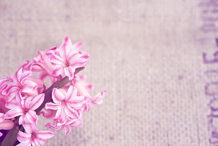 Spring flower pink flower hyacinth