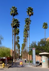 Palm Walk - Arizona State University - Tempe, AZ - DSC05915