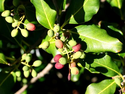 Nestegis apetala mayor coastal botanical garden auckland photo