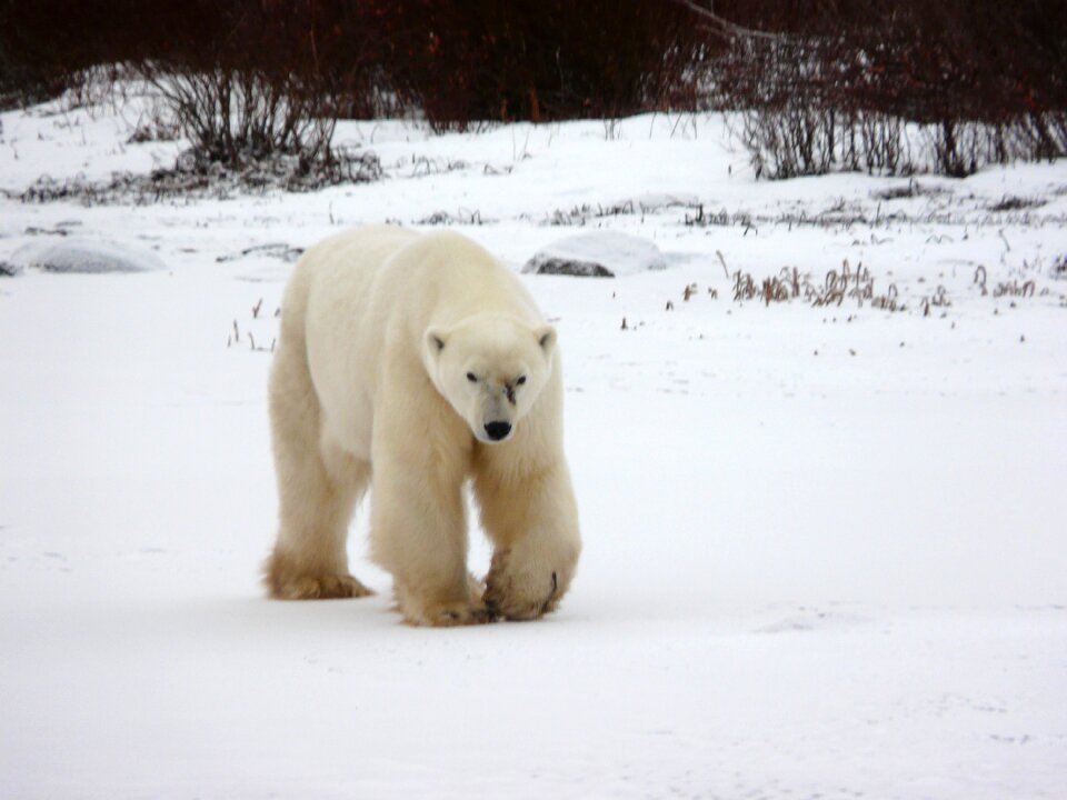 Wildlife bear arctic