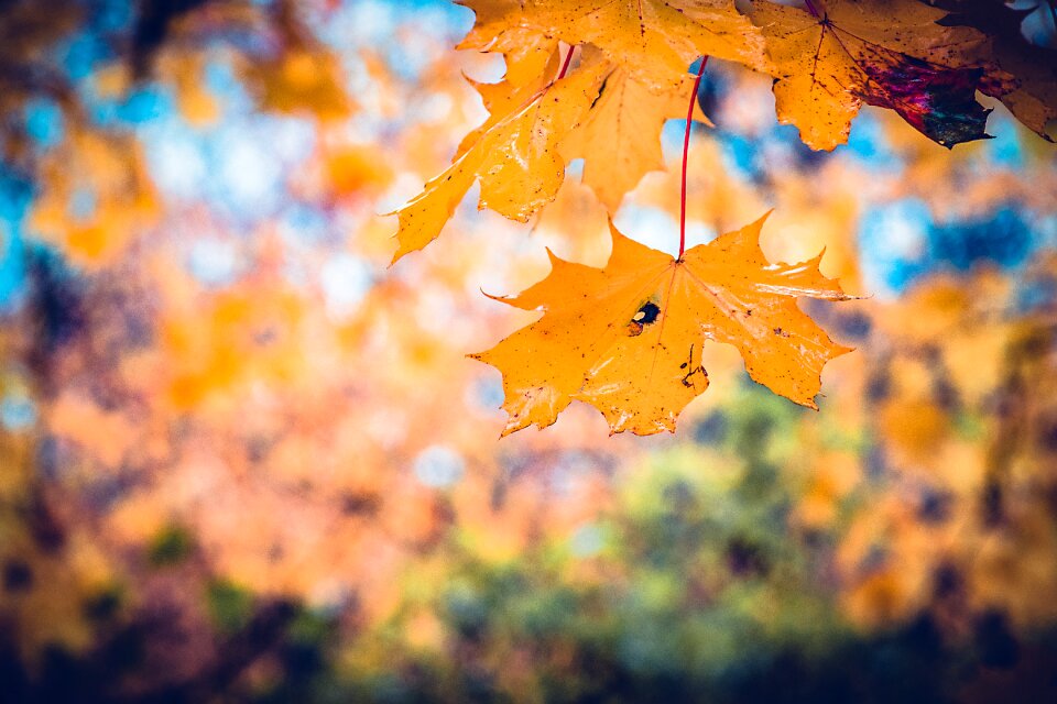 Red leaf nature photo