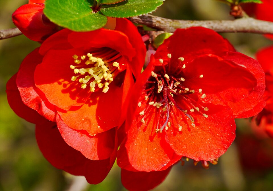 Spring early bloomer bush
