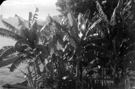 Palmbomen, Bestanddeelnr 375-1-1