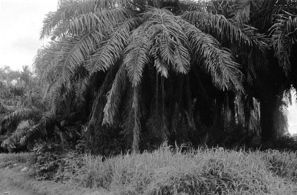 Palmboom en struikgewas, Bestanddeelnr 3605