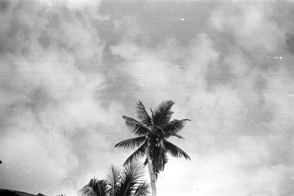 Palmboom, Bestanddeelnr 336-4-2