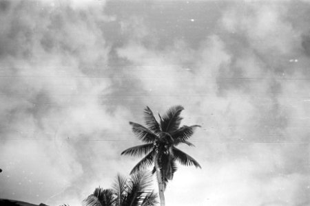 Palmboom, Bestanddeelnr 336-4-2