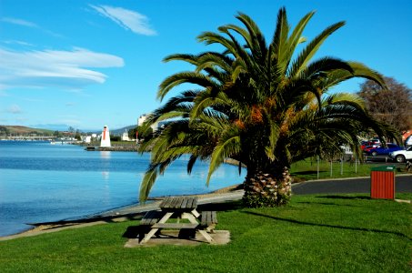 Palm-Devonport-20070522-003