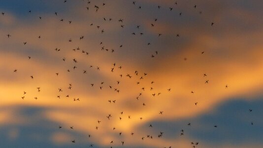 En masse bulk deposits mosquito swarm photo