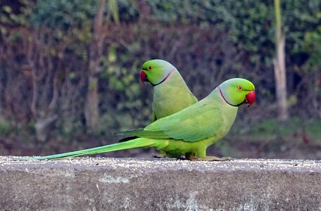 Tropical parrot fauna