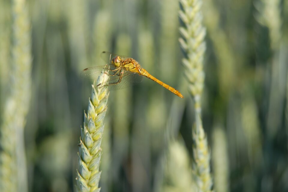 Dragonfly wheat cereals
