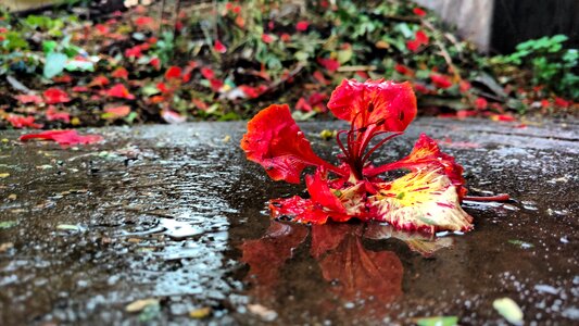 Water rain flower