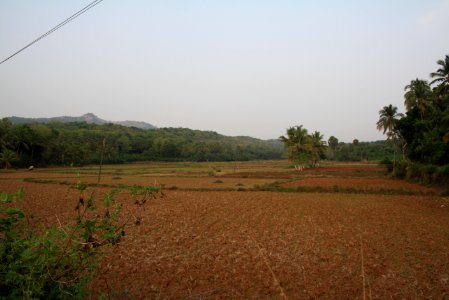 Palakkadan Rice Fields