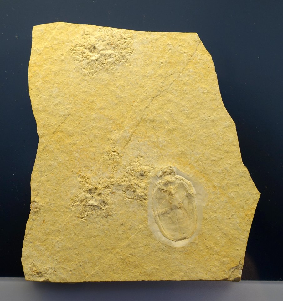 Palaeoheteroptera lapidaria - Museum fur Naturkunde, Berlin - DSC00064